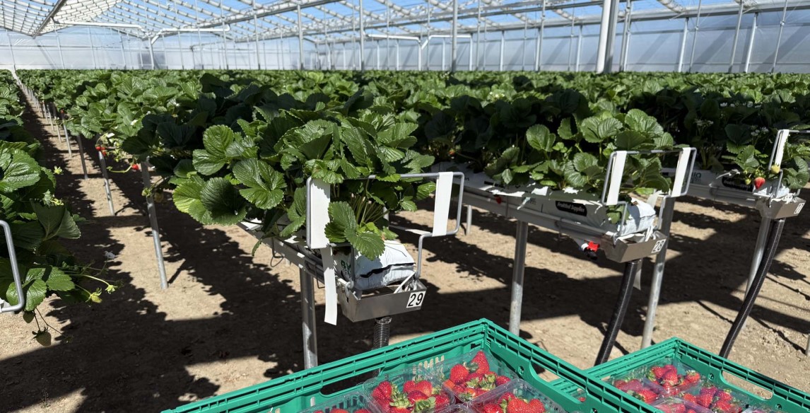 Strawberry Greenhouse Growing System for Connings, NZ